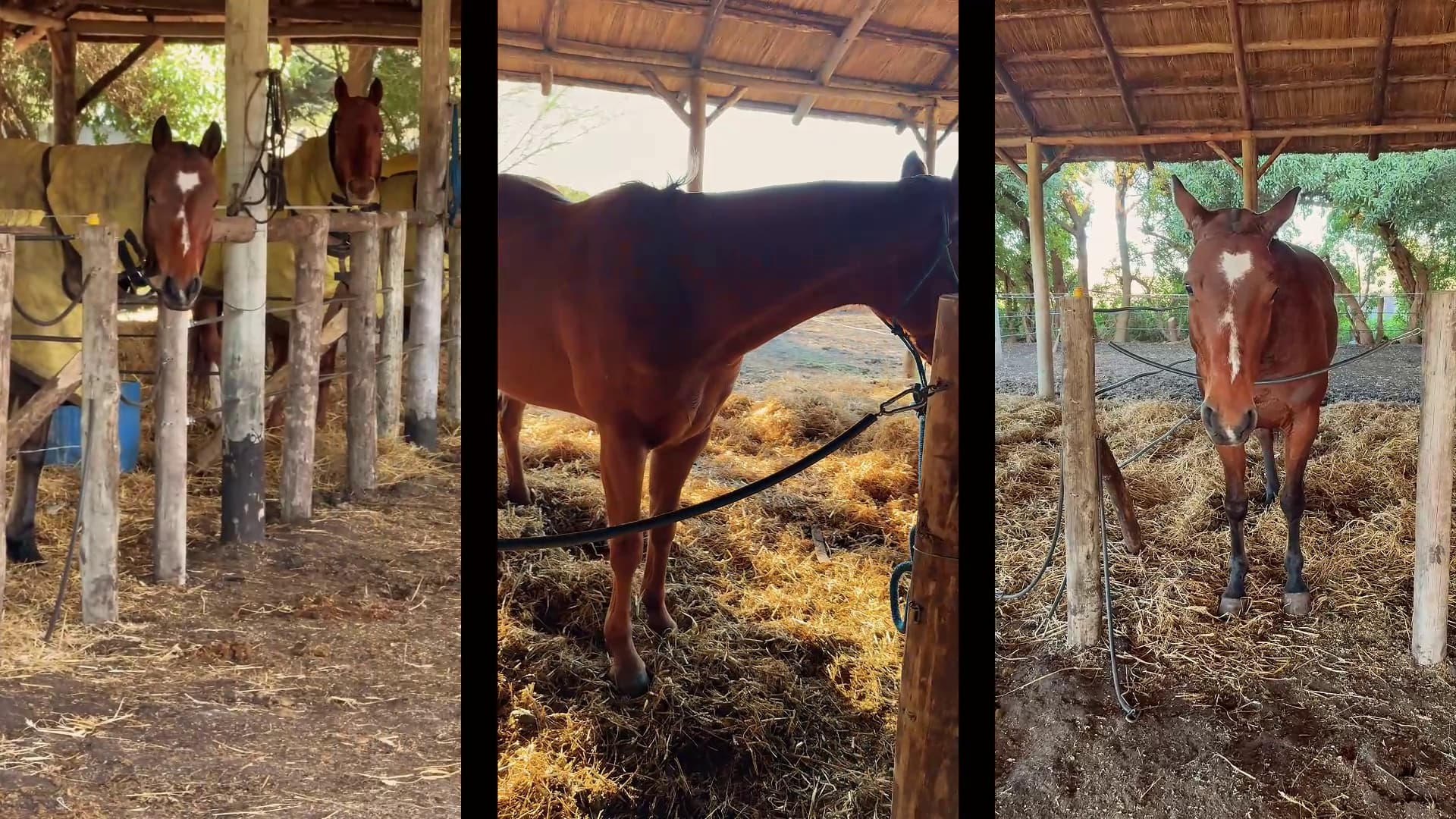 Caballerizas y Corrales