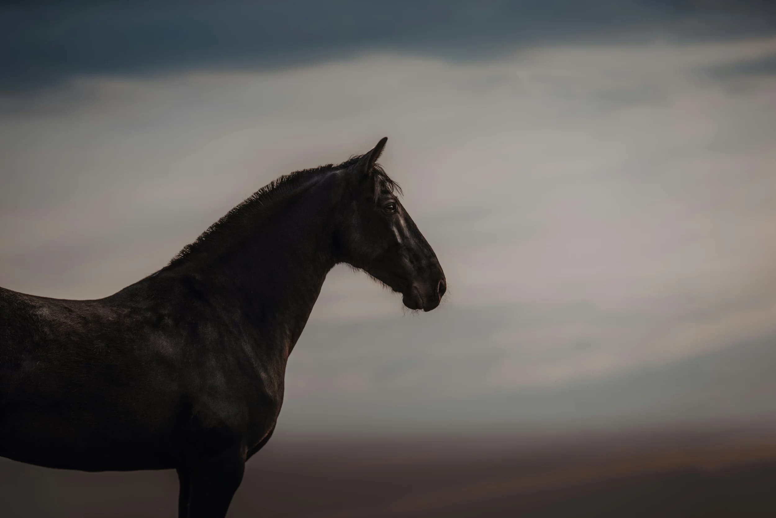 Caballeriza y Corrales