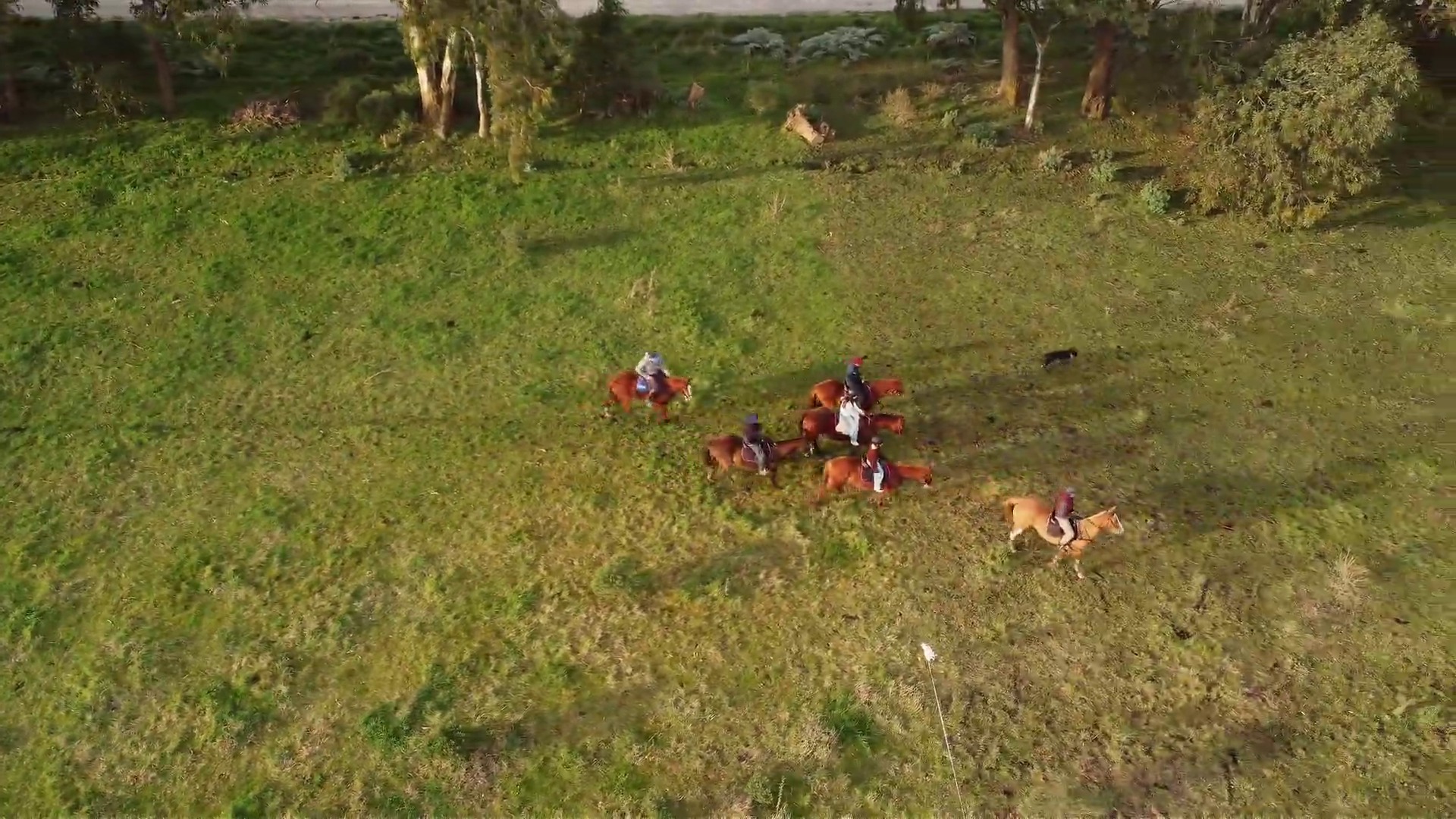 Polo en Acción